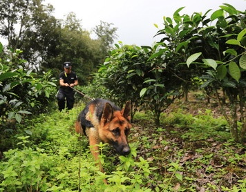 嗨，警犬！